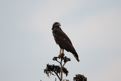 Buteogallus anthracinus