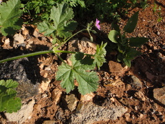Erodium chium