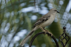 Mimus gilvus rostratus