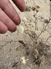 Chaenactis stevioides