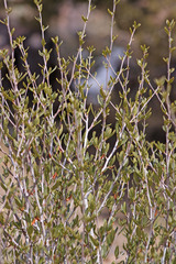 Cercocarpus ledifolius intermontanus