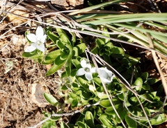 Craterocapsa tarsodes