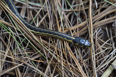 Thamnophis pulchrilatus