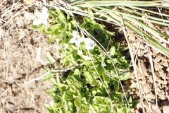 Craterocapsa tarsodes