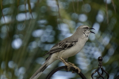 Mimus gilvus rostratus