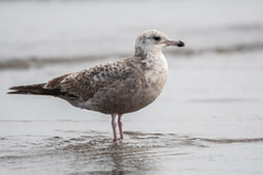 Larus argentatus