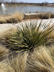 Yucca glauca
