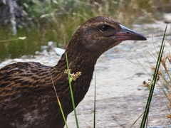 Gallirallus australis