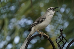 Mimus gilvus rostratus
