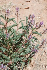 Astragalus preussii