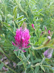 Trifolium purpureum