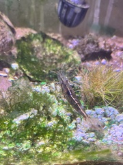 Palaemon macrodactylus