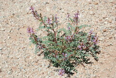 Astragalus preussii