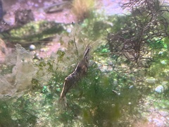 Palaemon macrodactylus