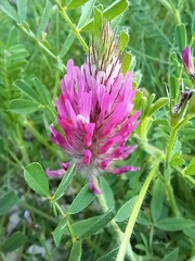 Trifolium purpureum