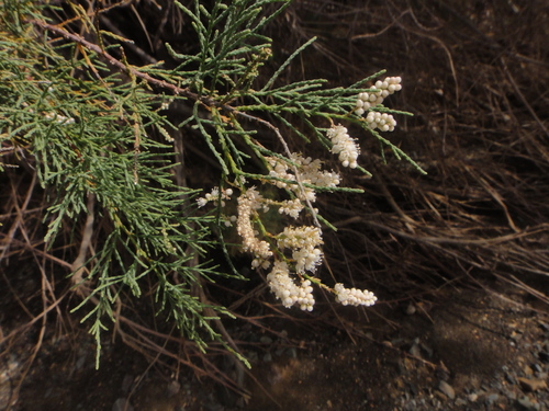 Tamarisk (Tamarix canariensis)