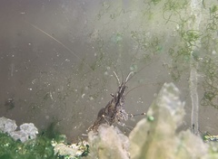 Palaemon macrodactylus