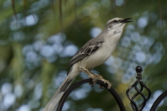 Mimus gilvus rostratus