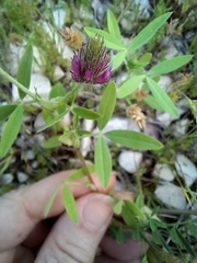 Trifolium purpureum
