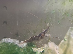 Palaemon macrodactylus