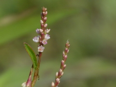 Persicaria barbata
