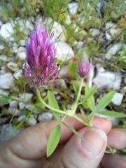 Trifolium purpureum