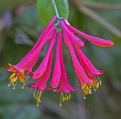 Lonicera sempervirens