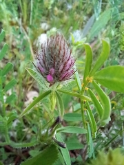Trifolium purpureum