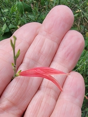 Dicliptera sexangularis