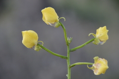 Eulophia speciosa