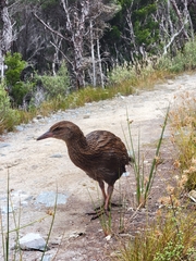 Gallirallus australis