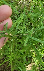 Dicliptera sexangularis