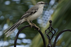 Mimus gilvus rostratus
