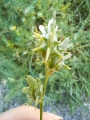 Onobrychis squarrosa