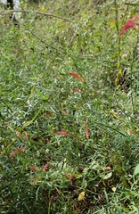 Dicliptera sexangularis