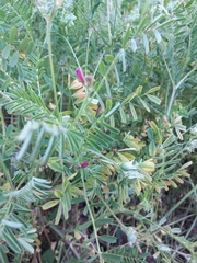 Onobrychis squarrosa