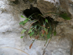 Asplenium seelosii