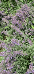 Nepeta × faassenii