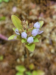 Gentianella grisebachii