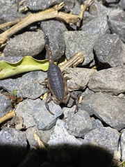 Centruroides limbatus