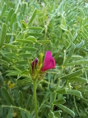 Onobrychis squarrosa