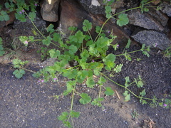 Erodium chium
