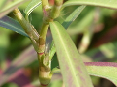 Persicaria barbata