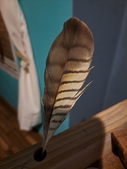 Rupornis magnirostris