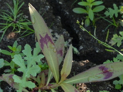 Persicaria barbata