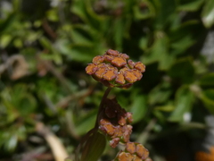 Bupleurum ranunculoides
