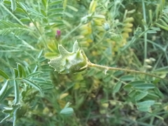 Onobrychis squarrosa