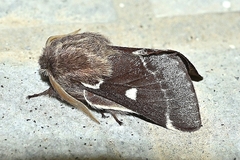 Eriogaster lanestris