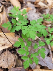 Osmorhiza longistylis