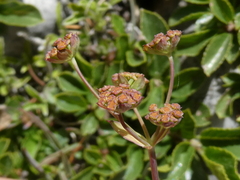 Bupleurum ranunculoides